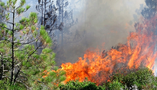Un nouveau feu  de forêt à Malabata !!