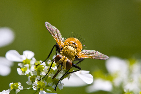 Des essaims de mouches jaunes et blanches dans le ciel de Tanger