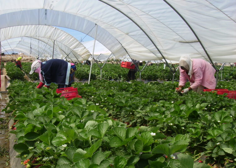 LARACHE, DEUXIEME VILLE DE DEPART DES SAISONNIERES MAROCAINES EN ESPAGNE