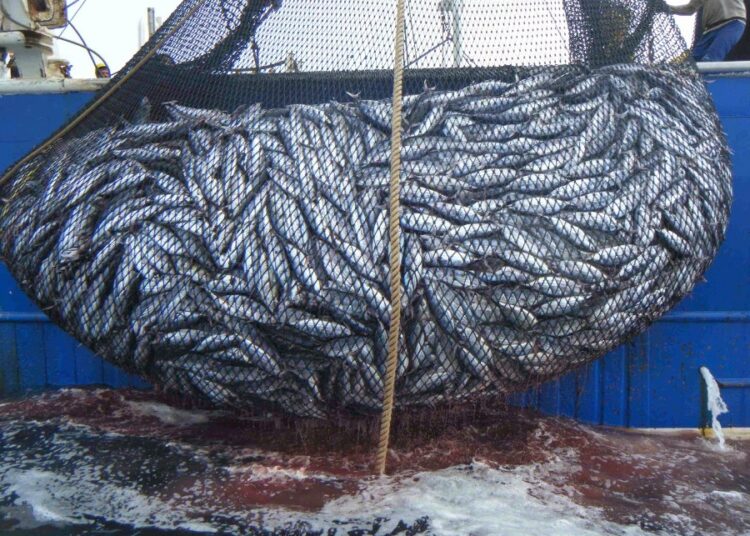 Pêche artisanale Examen de moyens de développer le secteur de la pêche artisanale à Tanger