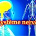 Tanger accueille le  5ème forum sur le  « Système nerveux »