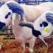 Aïd Al-Adha Les prix des moutons s’envolent