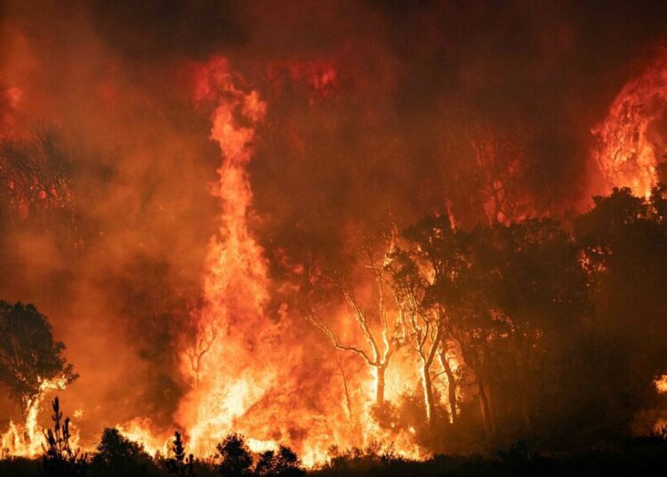 Feux de forêts  Le point sur la situation    dans le Nord