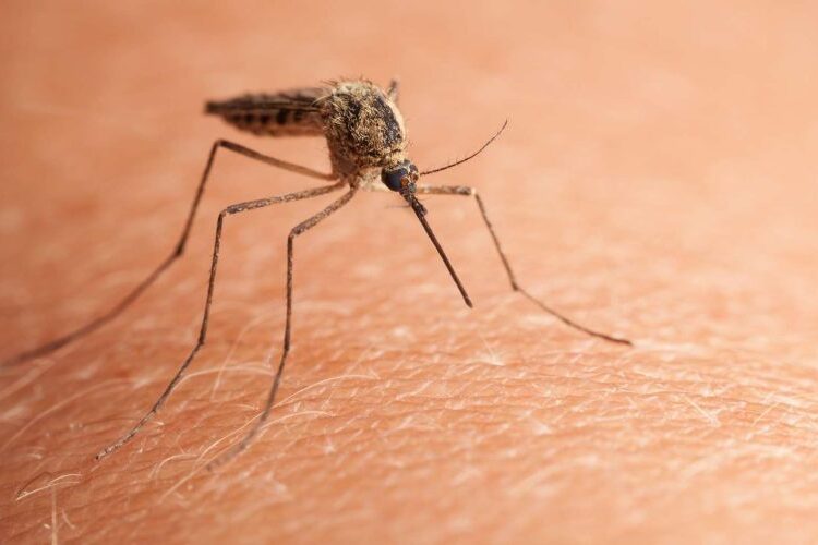 Encore un nouveau virus au Maroc ? Faut-il s’inquiéter ?
