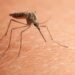 Encore un nouveau virus au Maroc ? Faut-il s’inquiéter ?