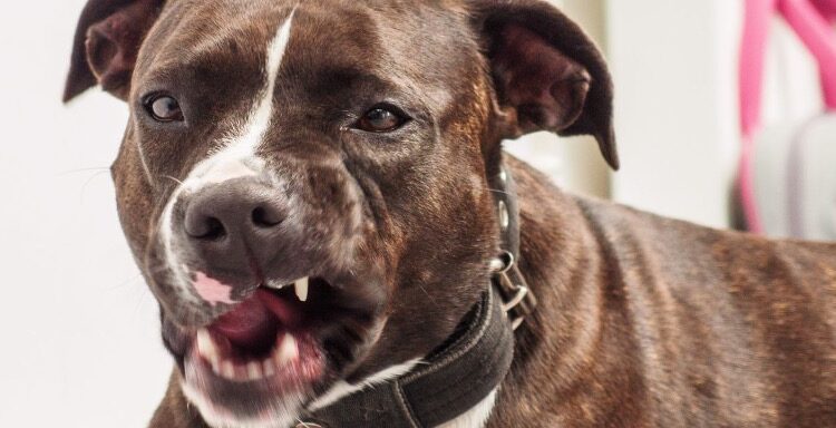 INSOLITE ! Un Homme de 87 ans mutilé par des chiens à Tanger