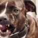 INSOLITE ! Un Homme de 87 ans mutilé par des chiens à Tanger