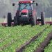 Région Tanger – Tétouan – Al Hoceima Impact positif des dernières pluies sur la campagne agricole