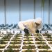 Al Hoceïma   La transformation du cannabis aura sa zone économique