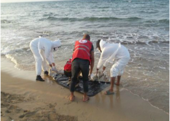 Dépouilles rejetée par la mer a la zone d’Azla