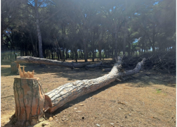 Carnage de forêts à Larache
