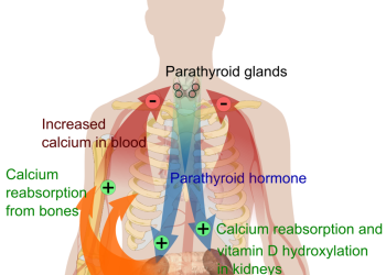 Le déficit en vitamine D : quel est son rapport avec le calcium ?