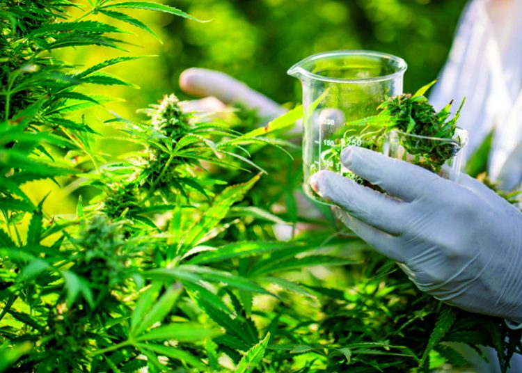 Le 1er juin, Produits à base de cannabis  Officiellement sur le marché public