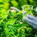 Le 1er juin, Produits à base de cannabis Officiellement sur le marché public
