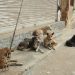 Les canins bientôt a l’Abri de la rue