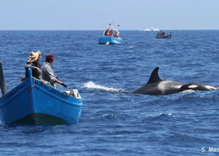 L’orque massacrée non massacrante