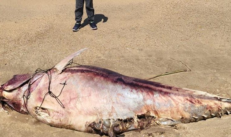 Thons en masse Echoués au large atlantique de Tanger