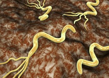 L’infection à l&rsquo;Helicobacter Pylori et ses complications gastriques