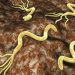 L’infection à l&rsquo;Helicobacter Pylori et ses complications gastriques