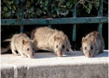 Les rats double la population parisienne