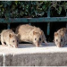Les rats double la population parisienne