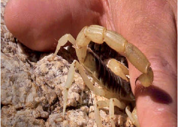Une fille meurt suite à Une Pique de Scorpion Dans La Province Ouazzane
