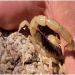 Une fille meurt suite à Une Pique de Scorpion Dans La Province Ouazzane