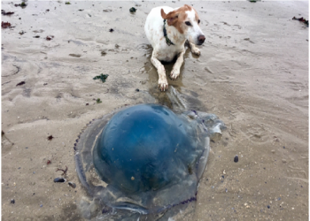 Retour des méduses sur les plages d&rsquo;Al Hoceima