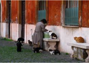 Abattage De Chats À Des Fins de sorcelleries