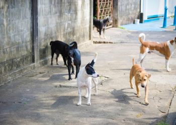 Refuge pour chiens et chats 26 million de dirhams