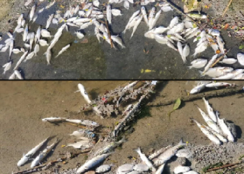 Drame écologique a l’oued de Ksar-Sghir