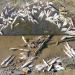 Drame écologique a l’oued de Ksar-Sghir