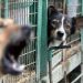 Un refuge clandestin pour chiens errants alerte les autorités à Tétouan