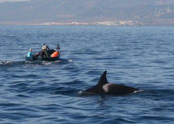 Des revendications au Conseil Régional d&rsquo;accorder une subvention pour les professionnels de la pêche