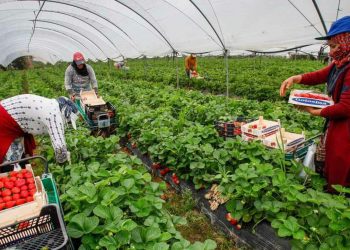 Tanger : les « Cueilleuses de fraises » entament leur voyage vers les champs espagnols