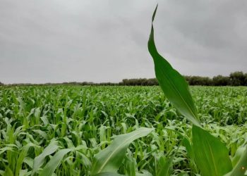 Optimisme dans le milieu agricole après les récentes précipitations sur la région de Larache et le bassin de Loukkos