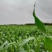 Optimisme dans le milieu agricole après les récentes précipitations sur la région de Larache et le bassin de Loukkos