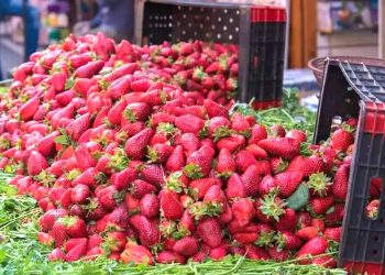 Après une fausse alerte, L’ONSSA dément les rumeurs de contamination des fruits rouges marocaines