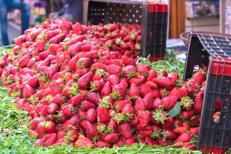 Après une fausse alerte, L’ONSSA dément les rumeurs de contamination des fruits rouges marocaines