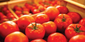 Record historique : le Maroc double ses exportations de tomates vers l’Irlande