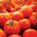 Record historique : le Maroc double ses exportations de tomates vers l’Irlande
